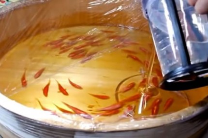 Eu-pensei-que-fosse-vários-peixes-nadando-na-água.-Mas-quando-olhei-melhor-fiquei-boquiaberto.-430x285